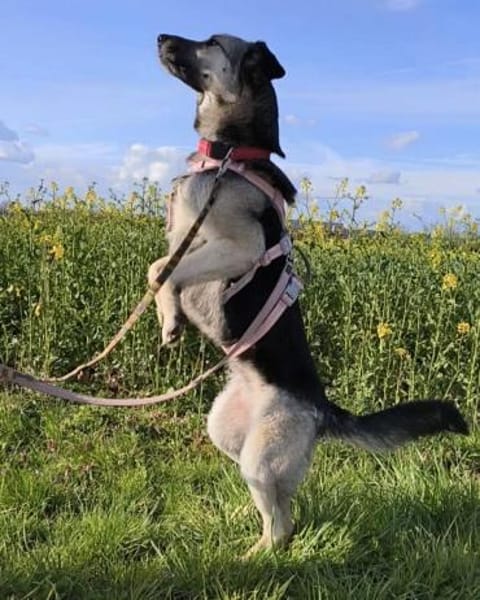 Malia - Möchte kein graues Mäuschen sein