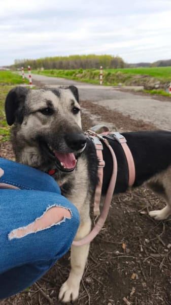 Malia - Möchte kein graues Mäuschen sein