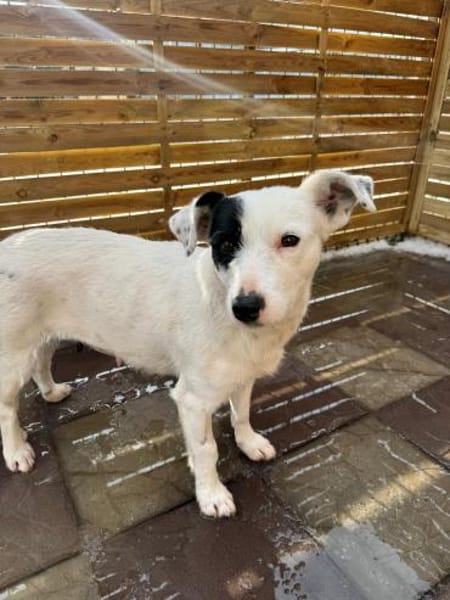 Spoty sucht IHre Familie