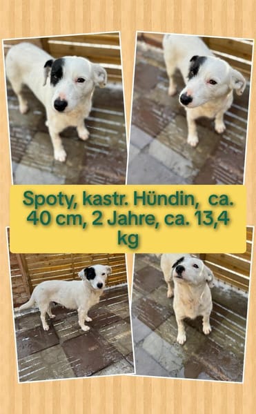 Spoty sucht IHre Familie