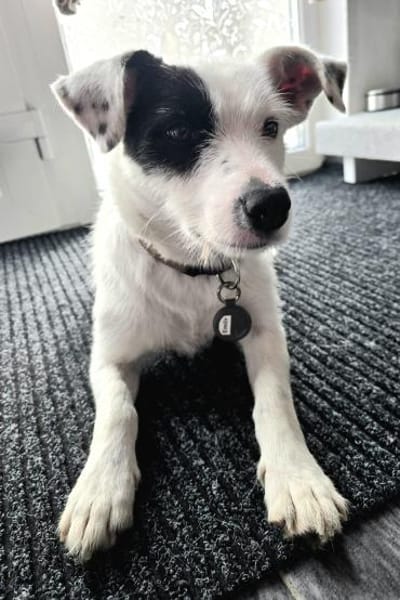 Spoty sucht IHre Familie