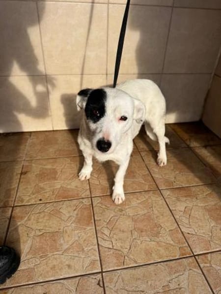 Spoty sucht IHre Familie