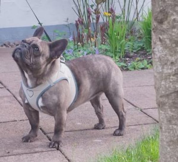 Kicsi möchte ihr Herz erneut verschenken