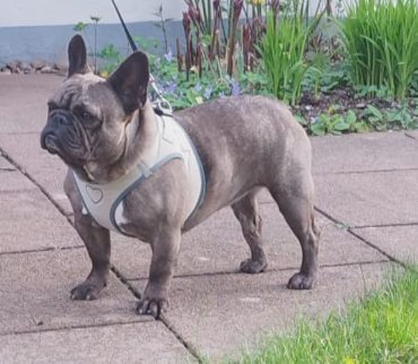 Kicsi möchte ihr Herz erneut verschenken