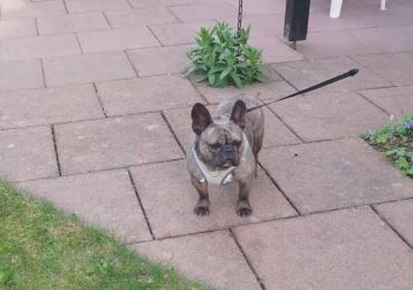 Kicsi möchte ihr Herz erneut verschenken