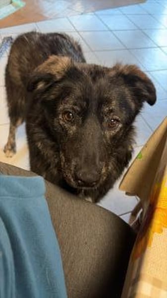 Seelenhund sucht Traum zu Hause