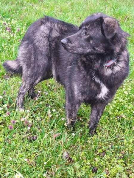 Seelenhund sucht Traum zu Hause