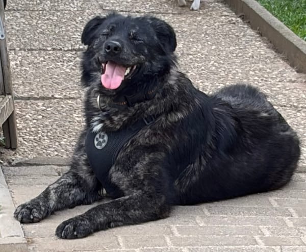 Seelenhund sucht Traum zu Hause