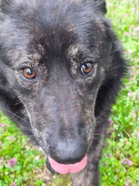 Seelenhund sucht Traum zu Hause