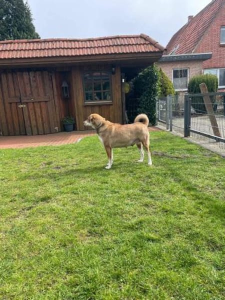 Fee - Die Beschützerin 🐶