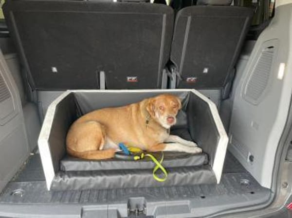 Fee - Die Beschützerin 🐶