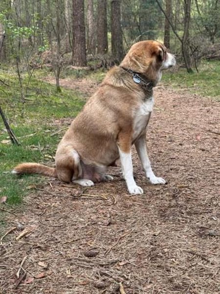 Fee - Die Beschützerin 🐶