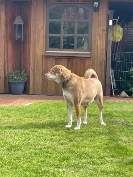 Fee - Die Beschützerin 🐶