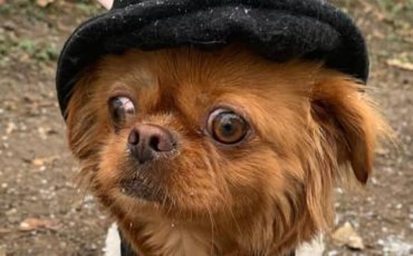 Bambina - menschenbezogen und verschmust