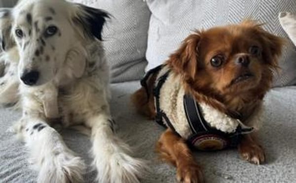 Bambina - menschenbezogen und verschmust