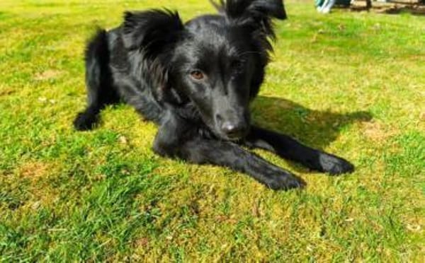 Wer möchte Holly ein liebevolles Zuhause