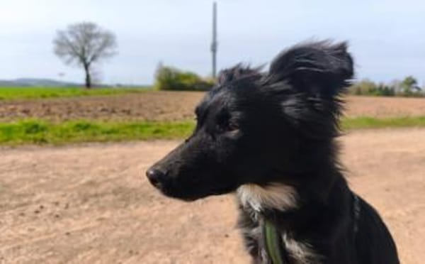 Wer möchte Holly ein liebevolles Zuhause