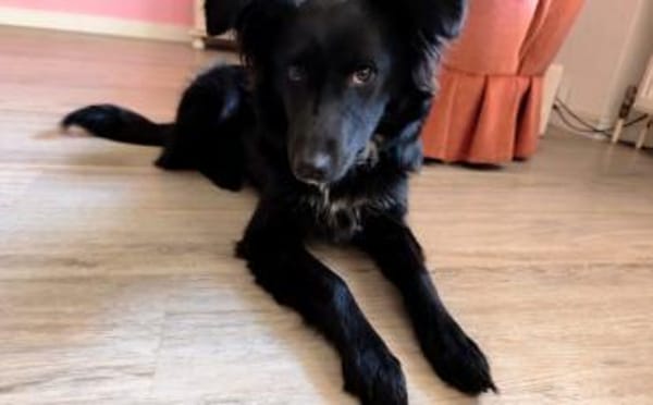 Wer möchte Holly ein liebevolles Zuhause