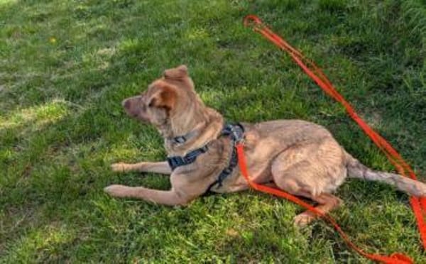 Elsie sucht ihr Für-Immer-Zuhause