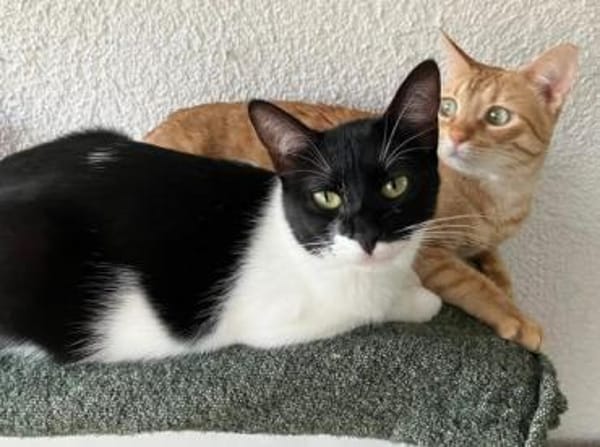 Martina - Das Schicksal will es anders