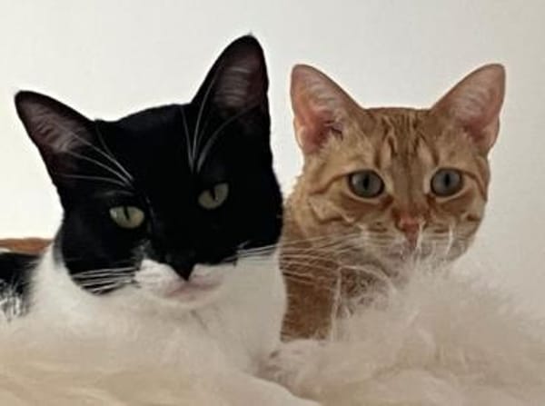 Martina - Das Schicksal will es anders