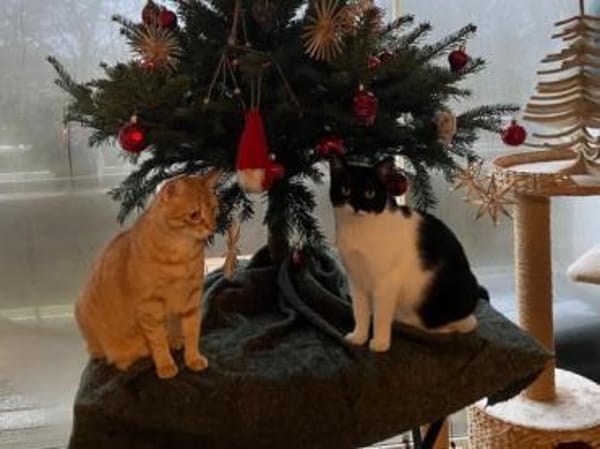 Martina - Das Schicksal will es anders