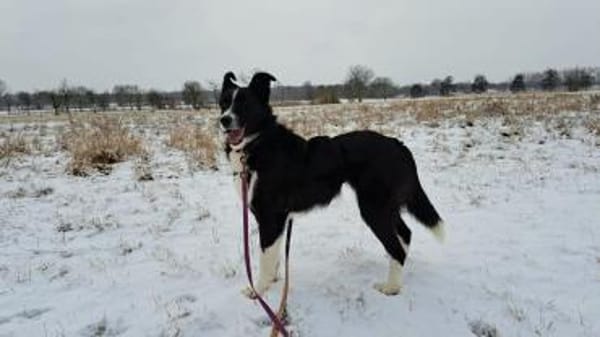 Talvi - hat Sonne im Herzen 🐾