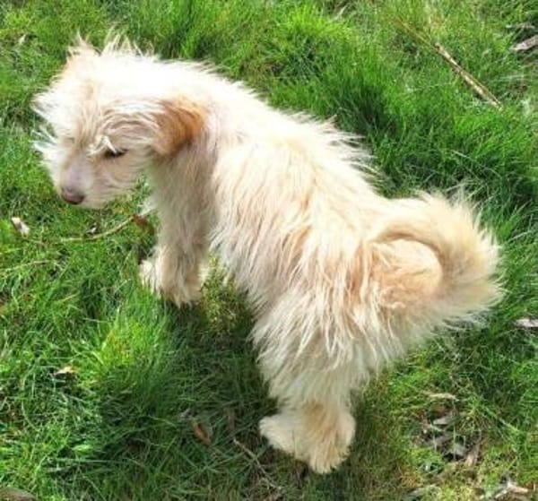 FIBI -rundum tolles Hundekind-