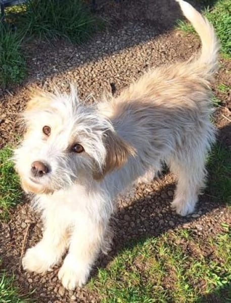 FIBI -rundum tolles Hundekind-