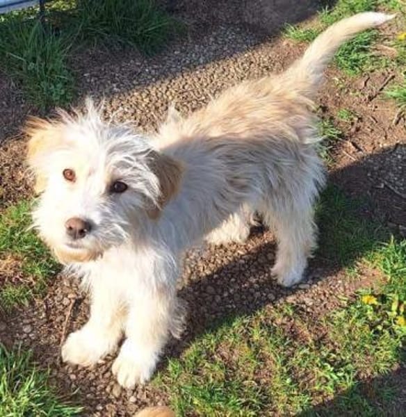 FIBI -rundum tolles Hundekind-