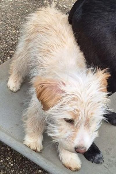 FIBI -rundum tolles Hundekind-