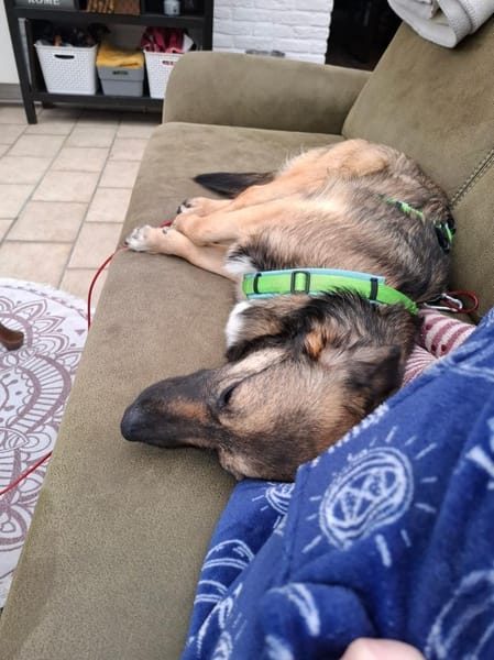 Pino - ist bereit die Welt zu entdecken