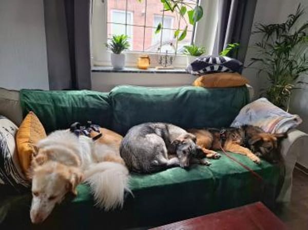 Pino - ist bereit die Welt zu entdecken