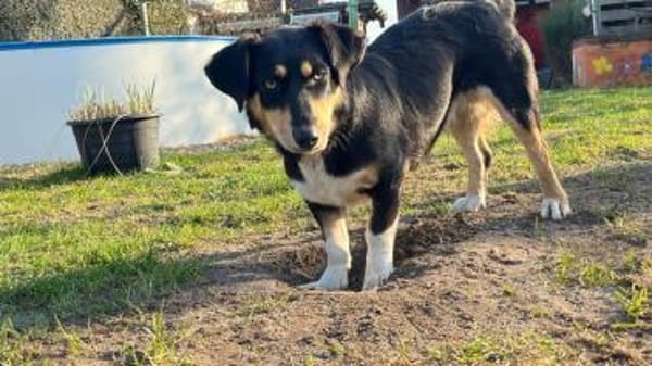 ✨🐾 Fröhliche Juna sucht ihre Familie🐾✨