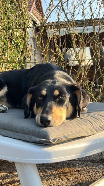 ✨🐾 Fröhliche Juna sucht ihre Familie🐾✨