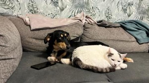 ✨🐾 Fröhliche Juna sucht ihre Familie🐾✨