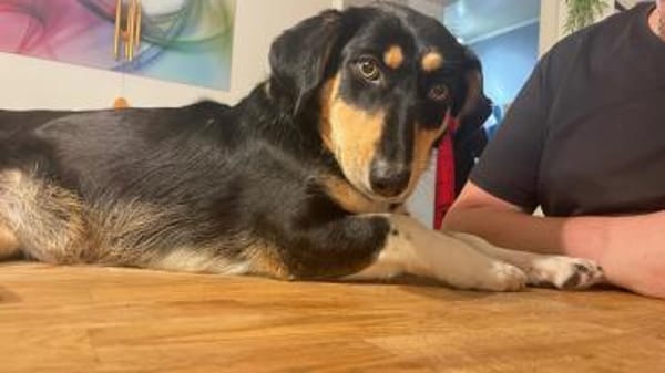 ✨🐾 Fröhliche Juna sucht ihre Familie🐾✨