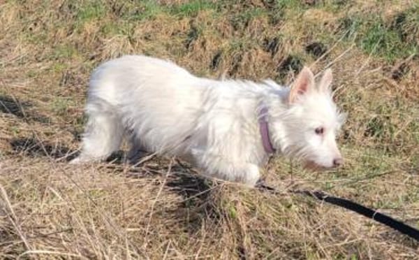 Kuschelhündin Mona sucht sicheren Hafen