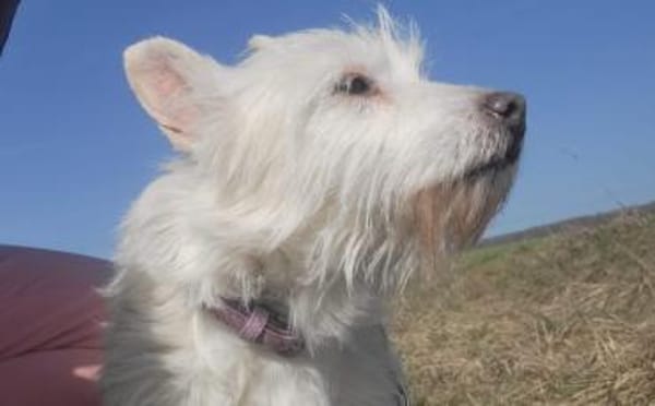 Kuschelhündin Mona sucht sicheren Hafen