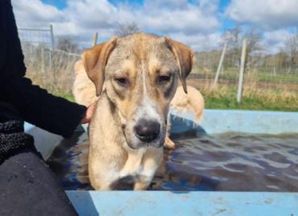 Sophie sucht ihr Zuhause 🐾