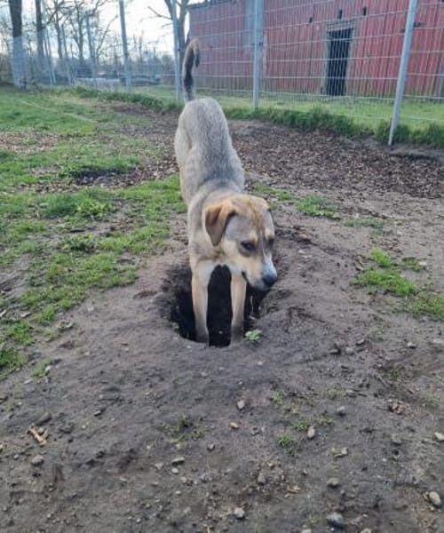 Sophie sucht ihr Zuhause 🐾