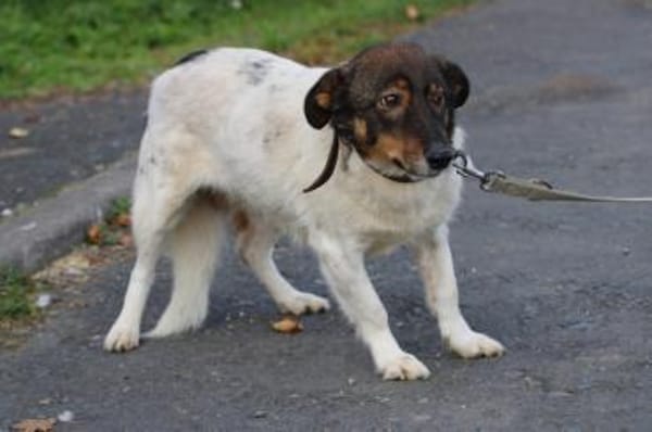 Jojola - zutraulich u. kinderlieb