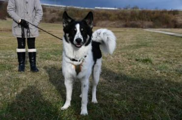 Zuhause gesucht für Adi