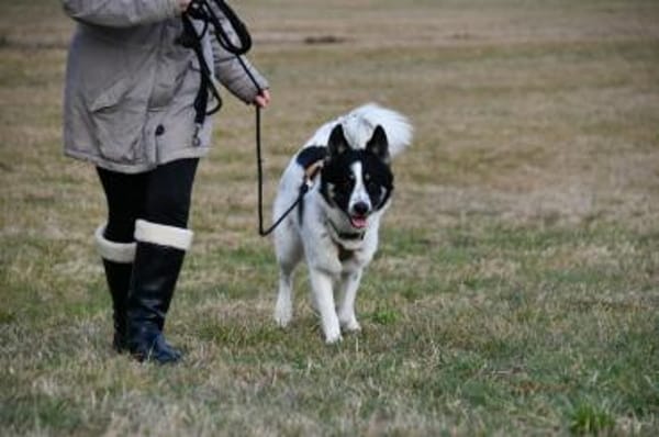 Zuhause gesucht für Adi