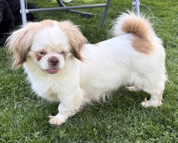 Skye mit einem blauen Auge