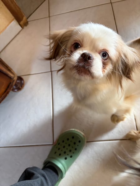 Skye mit einem blauen Auge