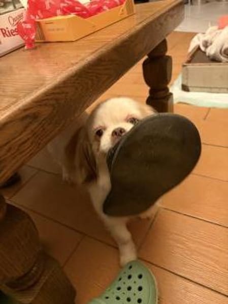 Skye mit einem blauen Auge