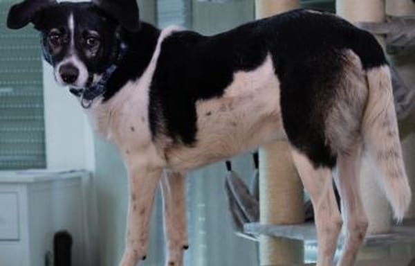 Maxi sucht seine Menschen