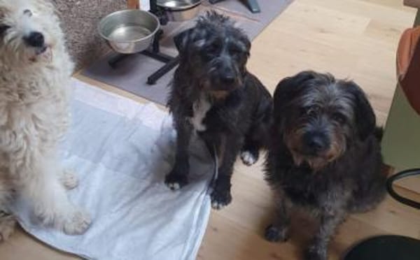 Schenkst du Melody ein neues Leben?