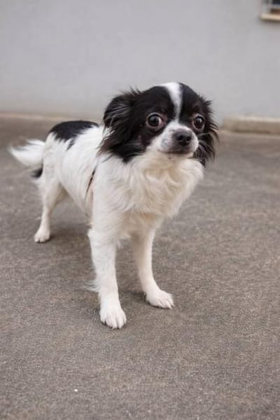 Zauberhafte Chihuahua Dame namens Naya